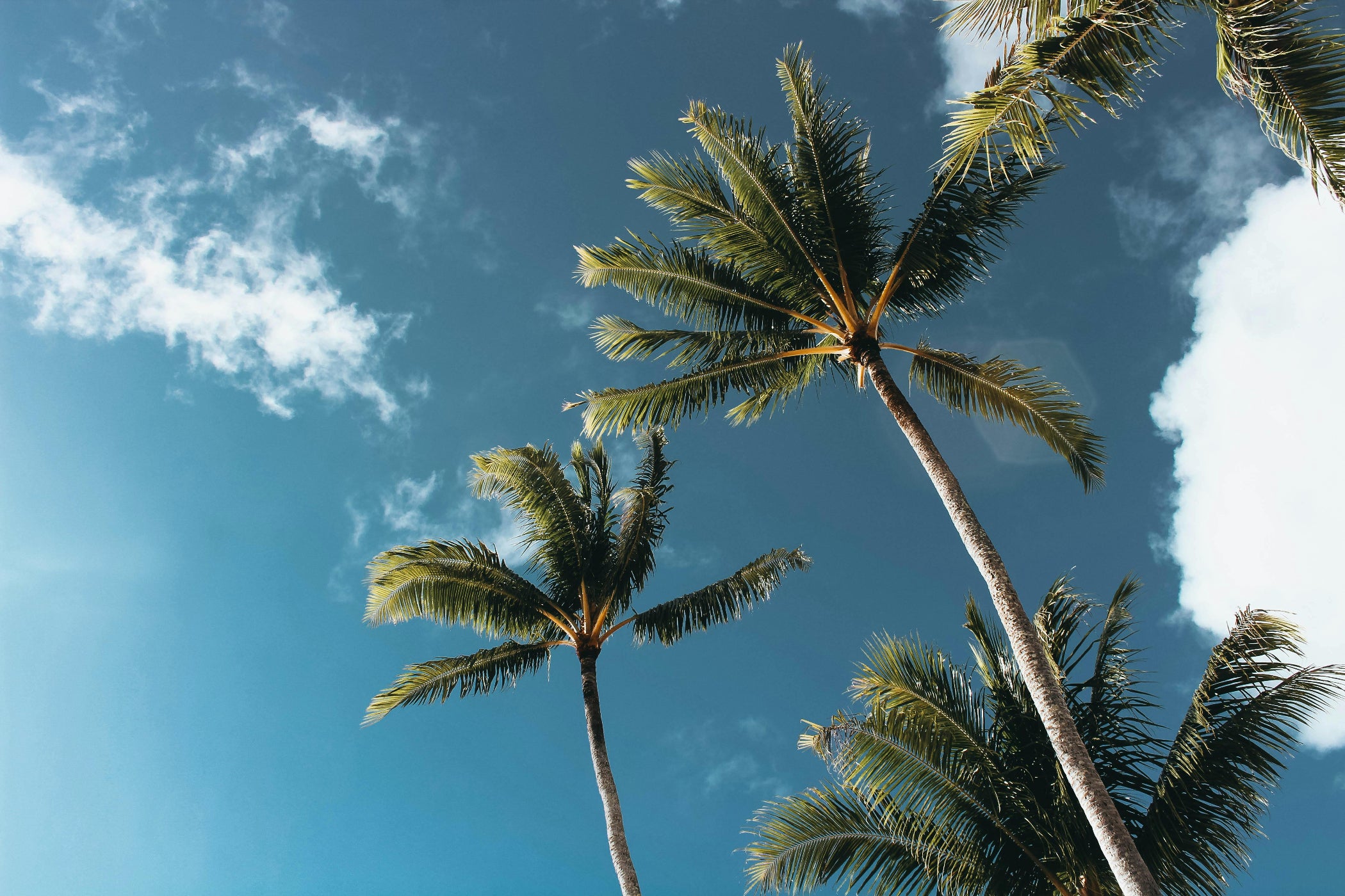 https://www.pexels.com/photo/low-angle-photography-of-palm-trees-1168764/